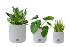 3 Pack Self-Watering Pots For Indoor Plants