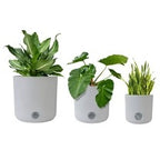 3 Pack Self-Watering Pots For Indoor Plants